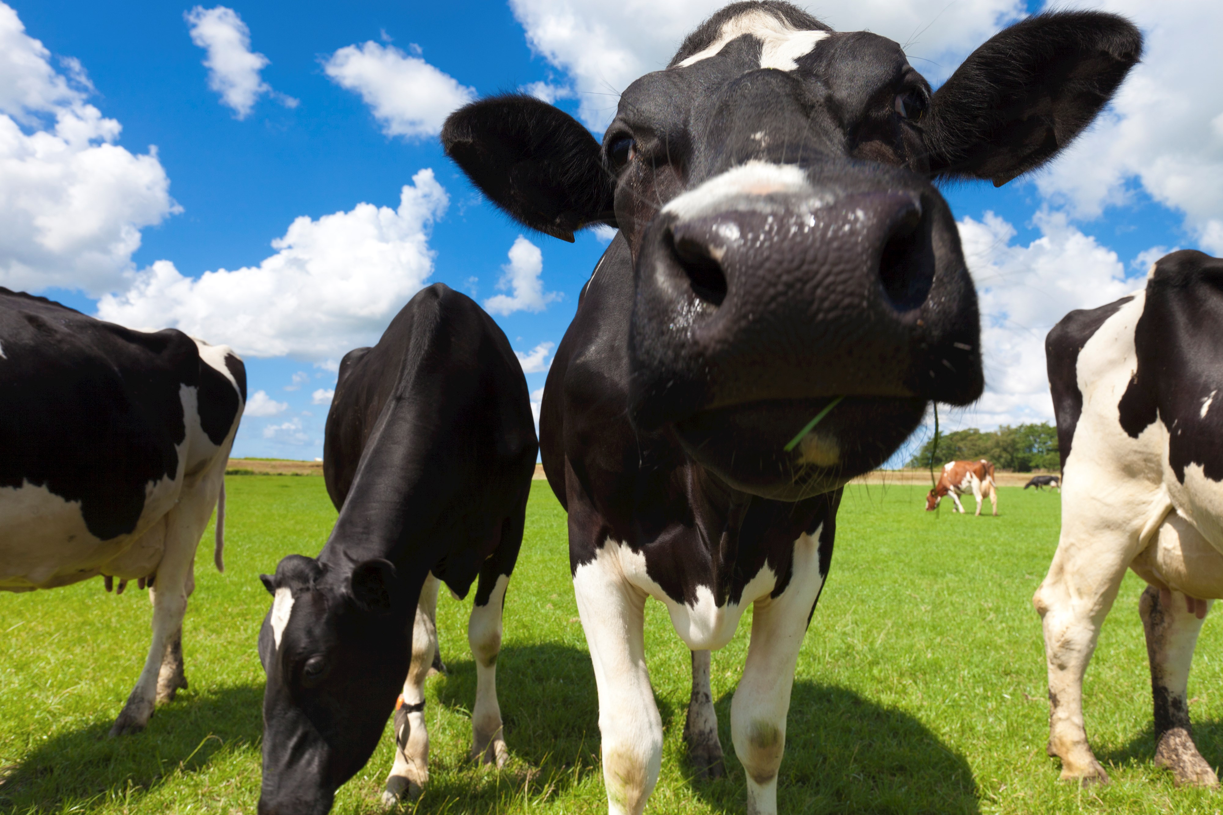 Dane's Dairy agricultural origins